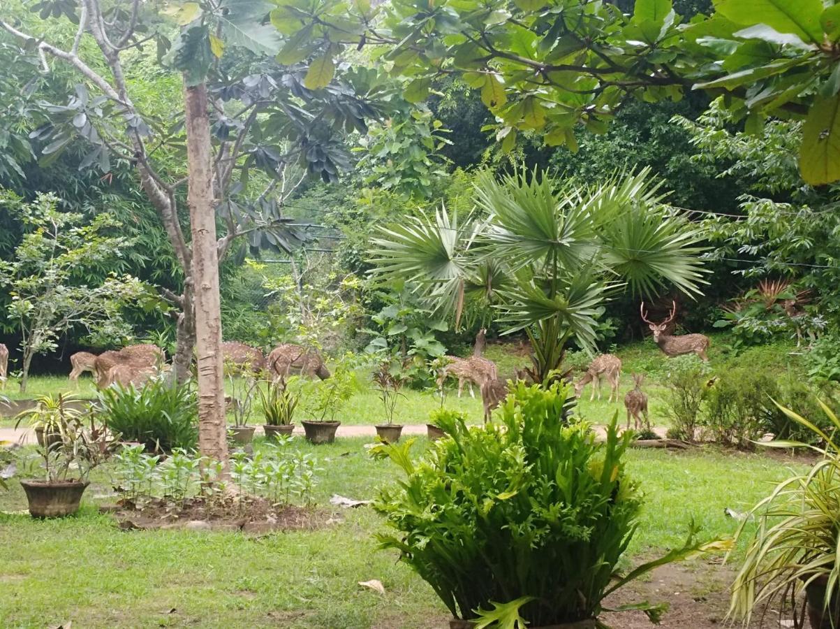 Deer Garden Guest Hotel Polonnaruwa Exterior foto