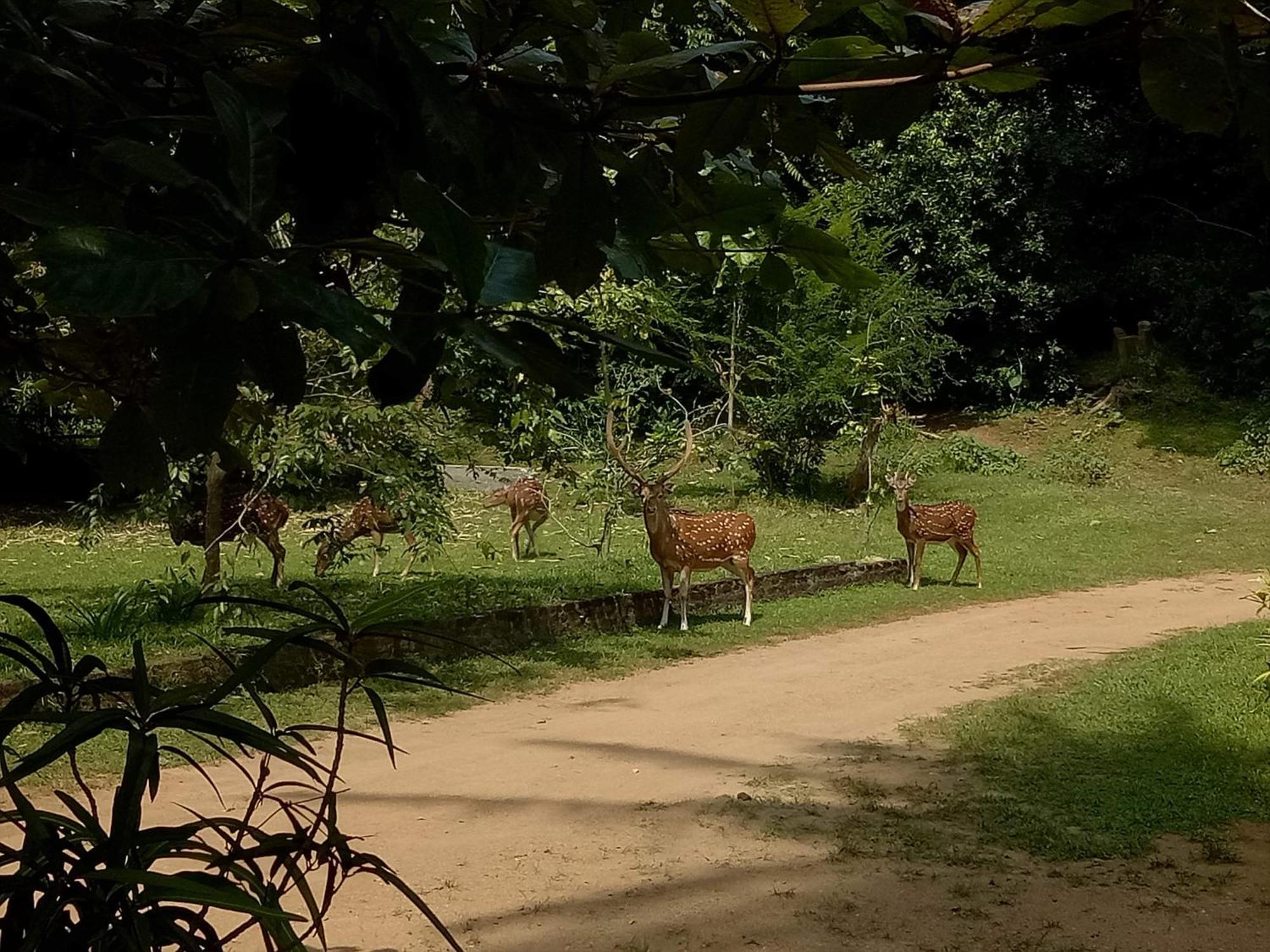 Deer Garden Guest Hotel Polonnaruwa Exterior foto