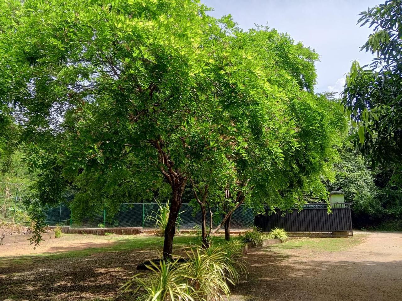 Deer Garden Guest Hotel Polonnaruwa Exterior foto